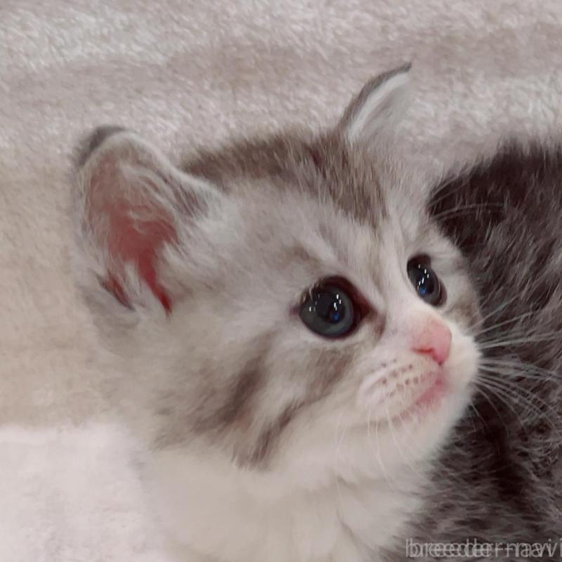 販売中の福島県のミヌエット-133860の5枚目