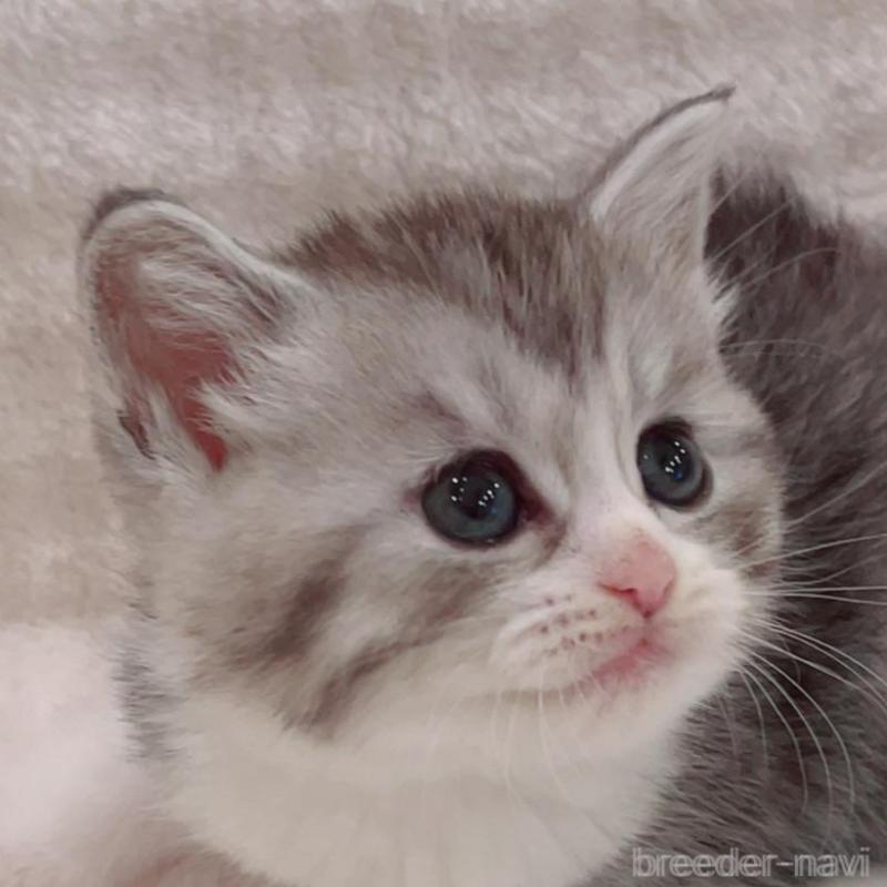 販売中の福島県のミヌエット-133860の4枚目