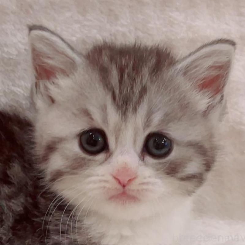 販売中の福島県のミヌエット-133860