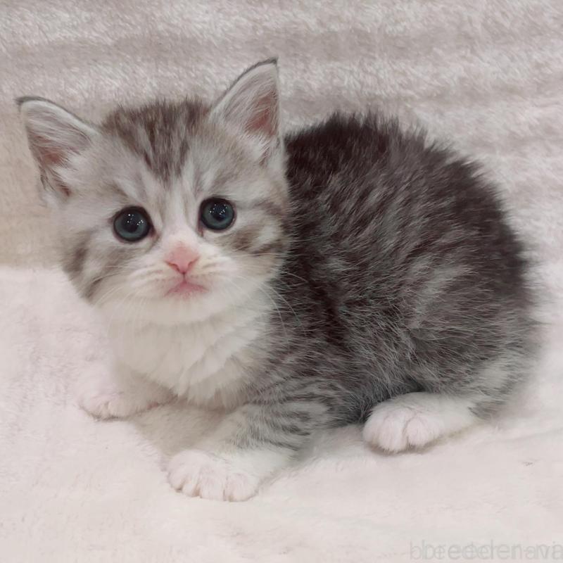 販売中の福島県のミヌエット-133860の2枚目