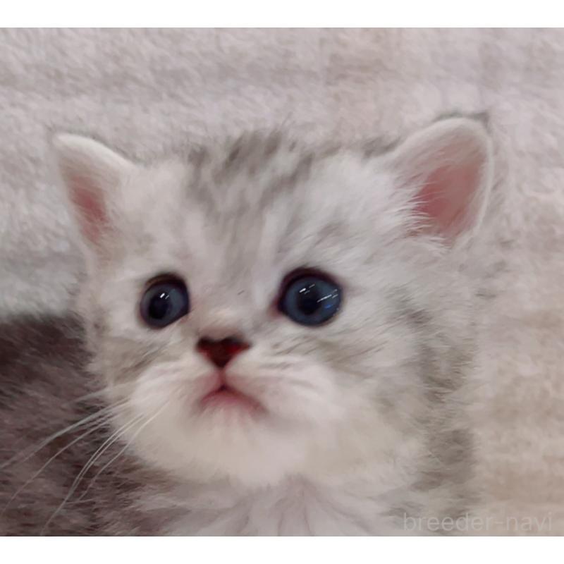 販売中の福島県のマンチカン-133862の5枚目