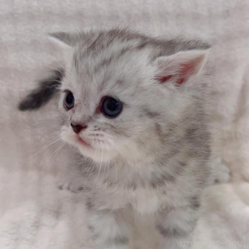 販売中の福島県のマンチカン-133862の4枚目