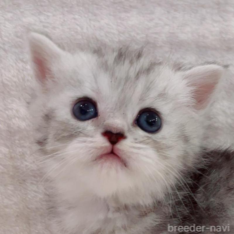 販売中の福島県のマンチカン-133862