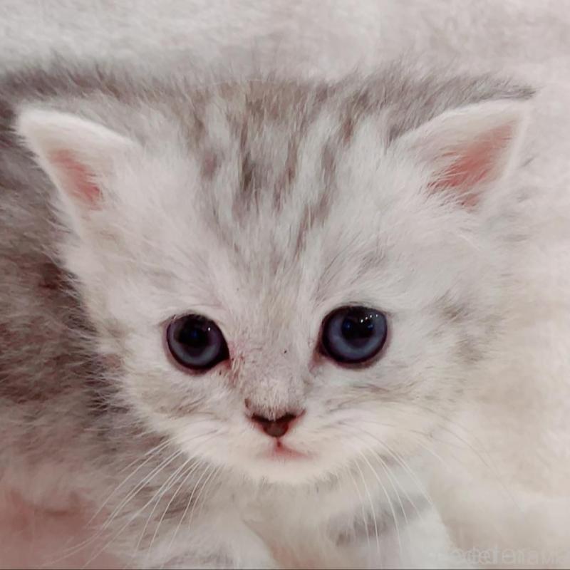 販売中の福島県のマンチカン-133862の2枚目