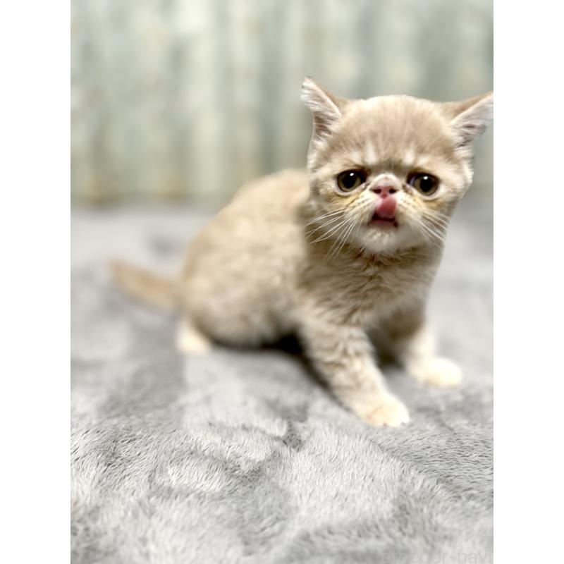 販売中の京都府のエキゾチックショートヘア-133864の3枚目