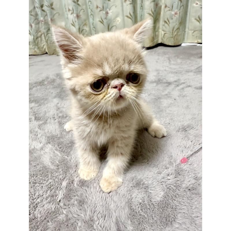 販売中の京都府のエキゾチックショートヘア-133864の2枚目