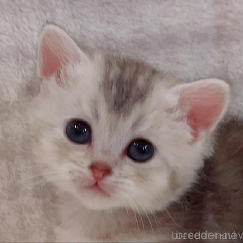 販売中の福島県のマンチカン-133863の5枚目