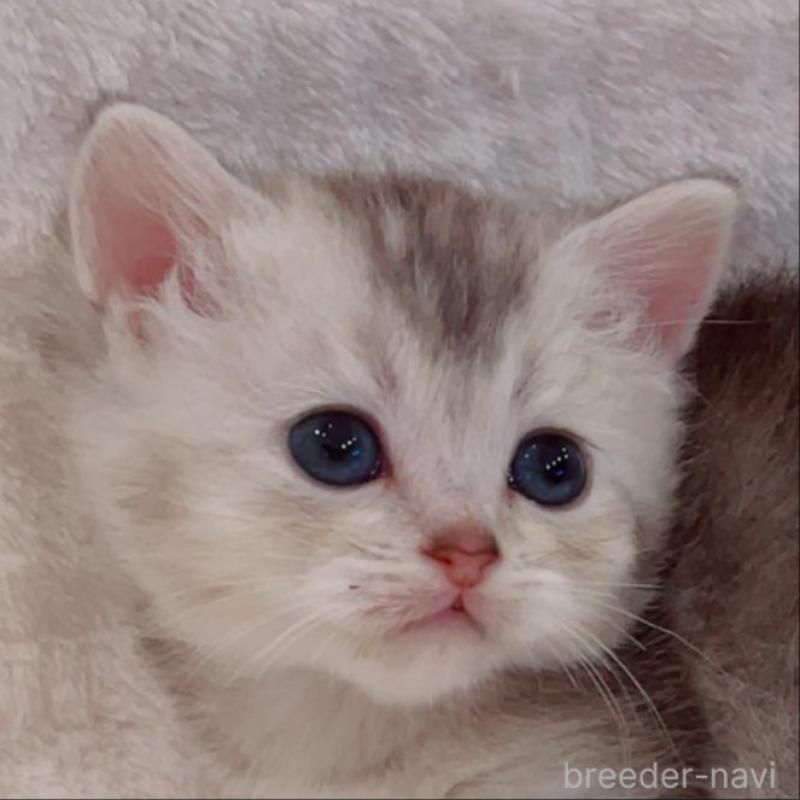 販売中の福島県のマンチカン-133863の4枚目