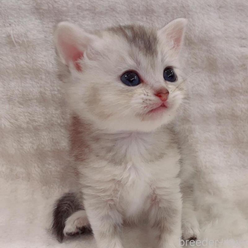 販売中の福島県のマンチカン-133863の3枚目