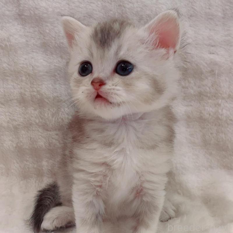 販売中の福島県のマンチカン-133863の2枚目