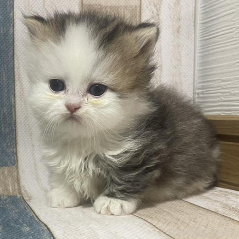 販売中ののミヌエット(短足)-133866