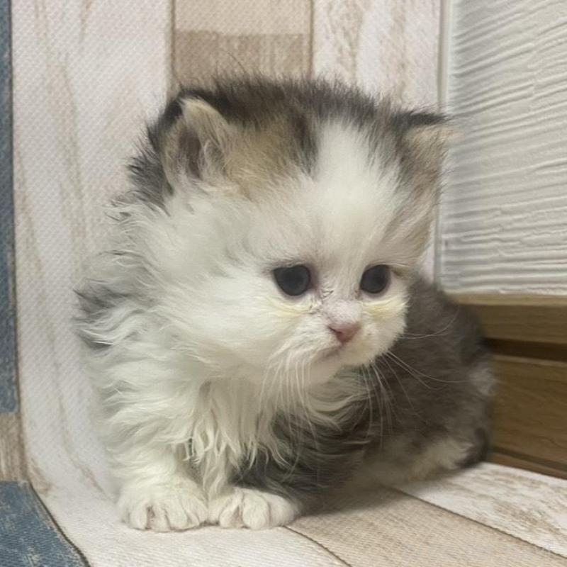 販売中の愛知県のミヌエット(短足)-133866の3枚目