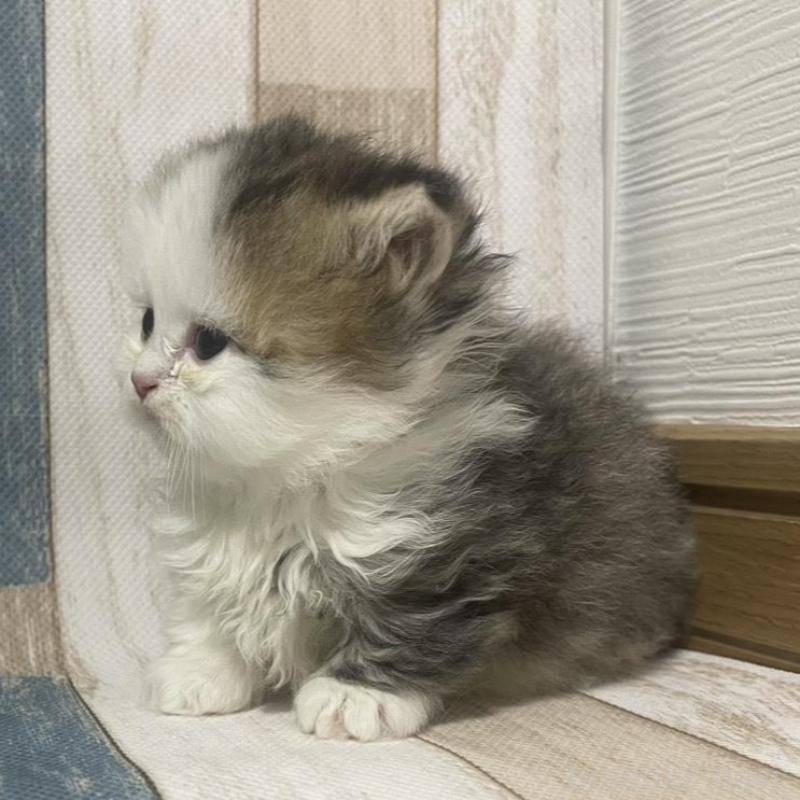 販売中の愛知県のミヌエット(短足)-133866の2枚目