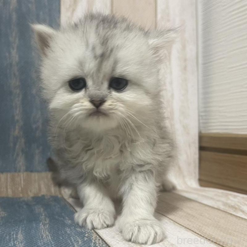 販売中の愛知県のミヌエット-133867