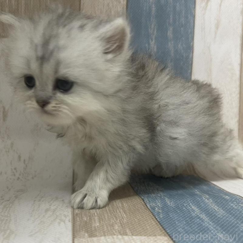 販売中の愛知県のミヌエット-133867の3枚目