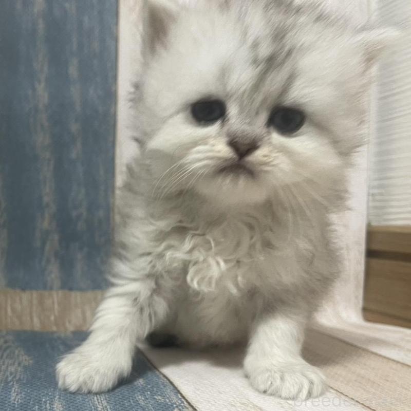 販売中の愛知県のミヌエット-133867の2枚目