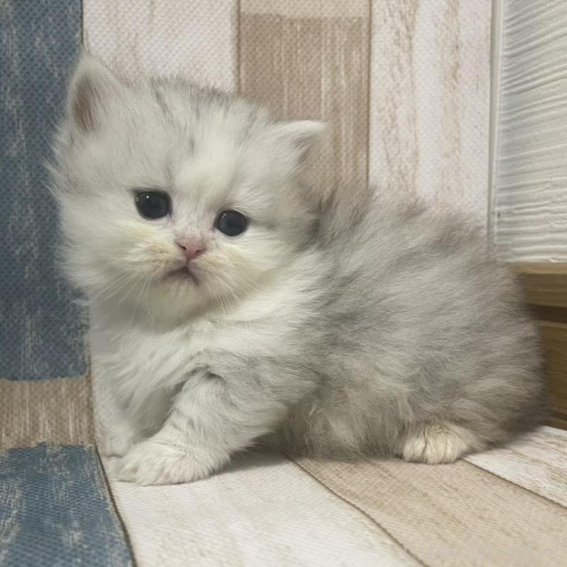 販売中の愛知県のミヌエット(短足)-133868の3枚目