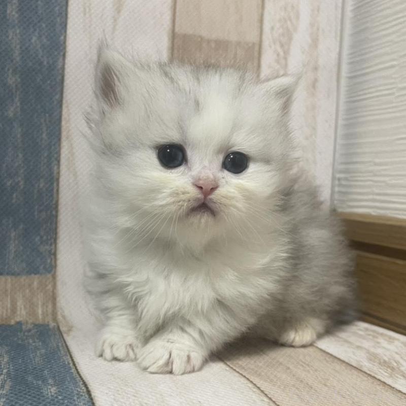 販売中の愛知県のミヌエット(短足)-133868の2枚目