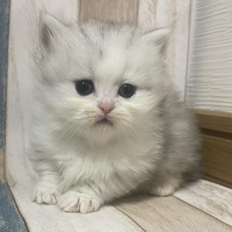 販売中の愛知県のミヌエット(短足)-133868の1枚目