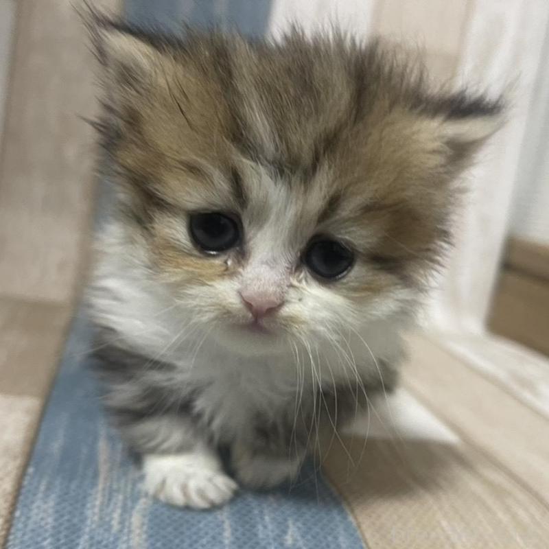 販売中の愛知県のミヌエット(短足)-133870