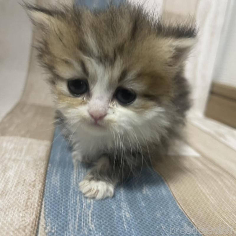 販売中の愛知県のミヌエット(短足)-133870の3枚目