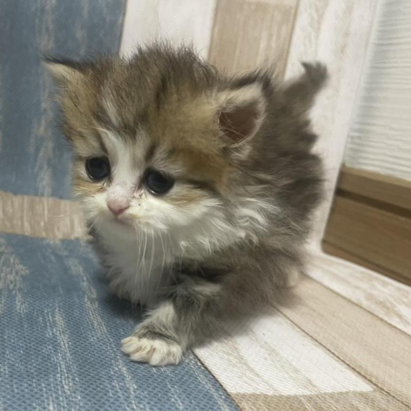 販売中の愛知県のミヌエット(短足)-133870の2枚目