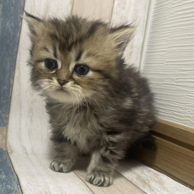 販売中の愛知県のミヌエット-133871の3枚目