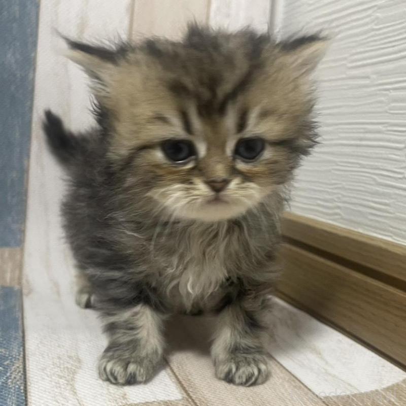 販売中の愛知県のミヌエット-133871