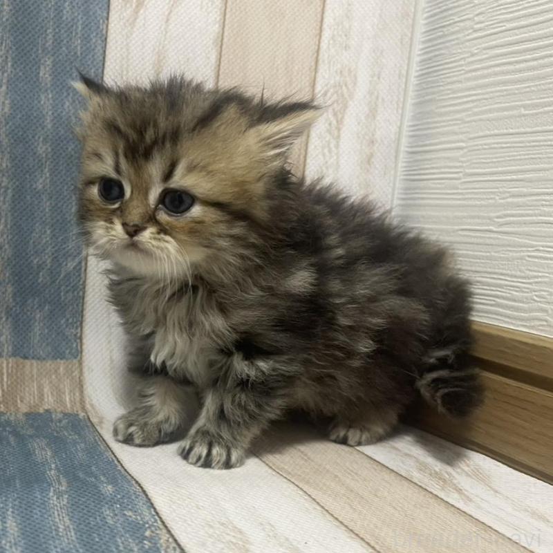 販売中の愛知県のミヌエット-133871の2枚目