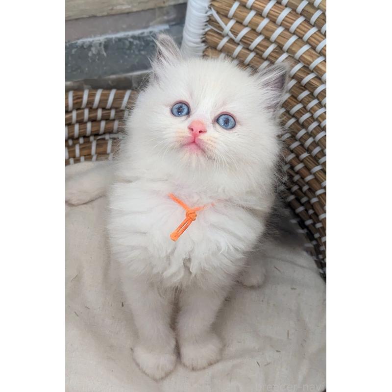 成約済の茨城県のラグドール-133601の4枚目