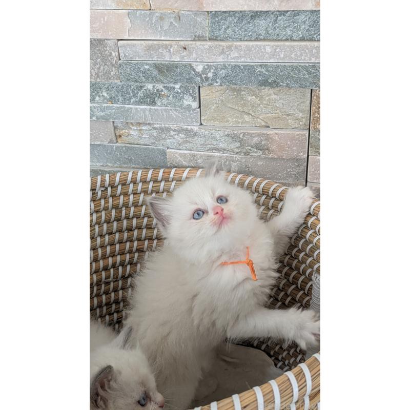 成約済の茨城県のラグドール-133601の3枚目