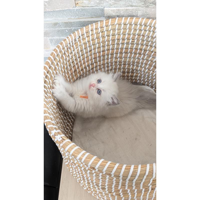 成約済の茨城県のラグドール-133601の2枚目