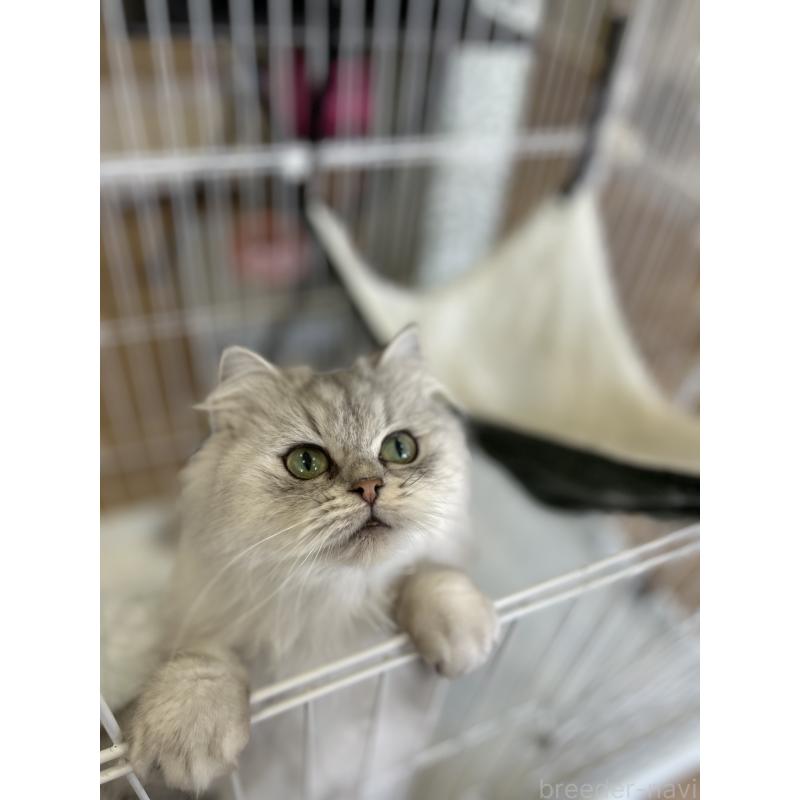 販売中の長野県のミヌエット-133876の3枚目