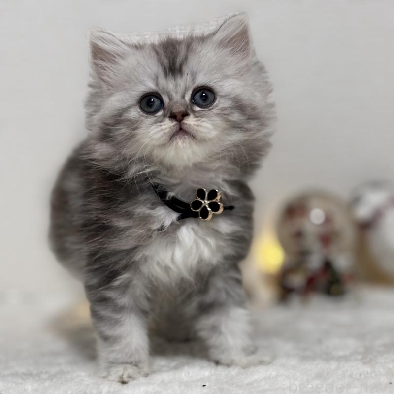 販売中の埼玉県のミヌエット-133877の5枚目