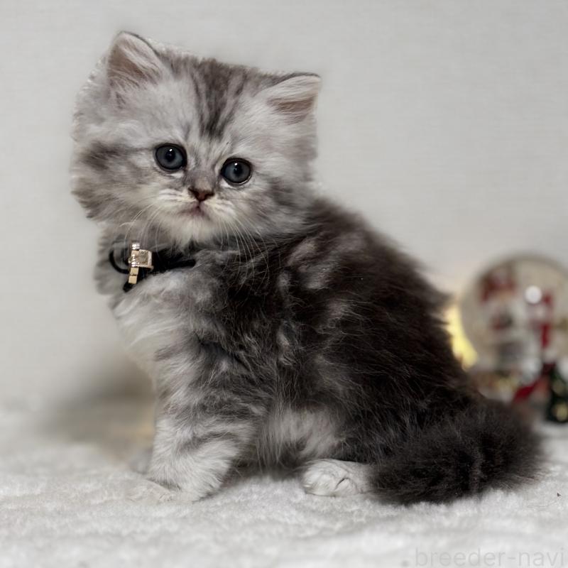 販売中の埼玉県のミヌエット-133877の4枚目