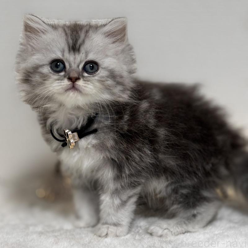 販売中の埼玉県のミヌエット-133877の2枚目