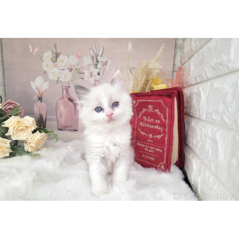 販売中の埼玉県のミックス-133878