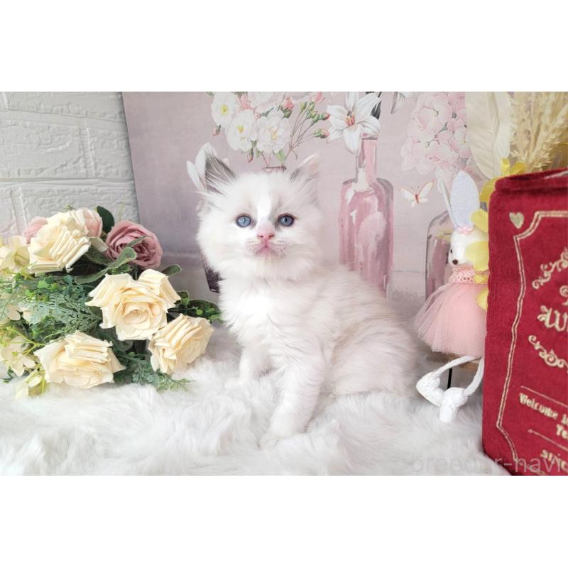 販売中の埼玉県のミックス-133878の6枚目