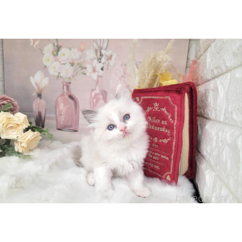 販売中の埼玉県のミックス-133878の5枚目