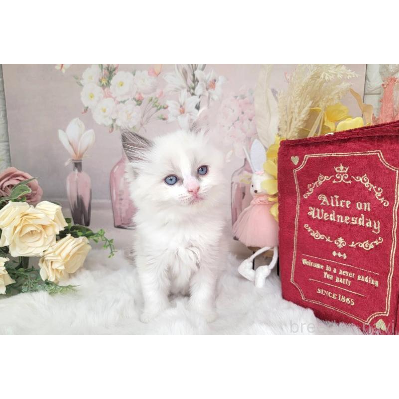 販売中の埼玉県のミックス-133878の4枚目