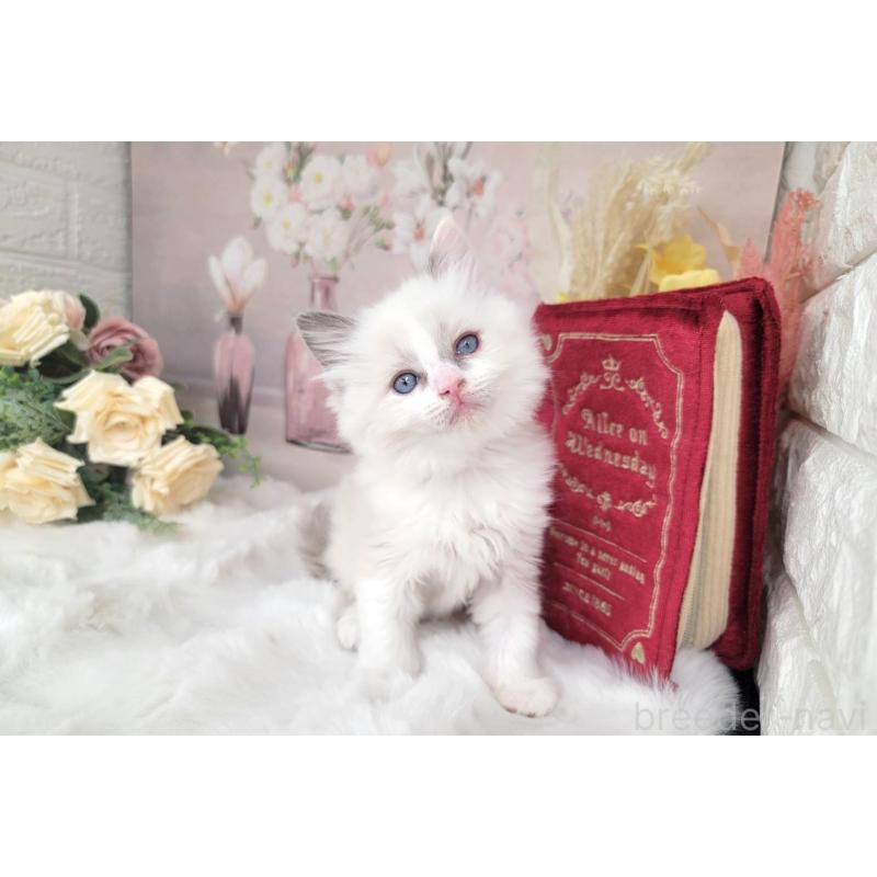 販売中の埼玉県のミックス-133878の3枚目