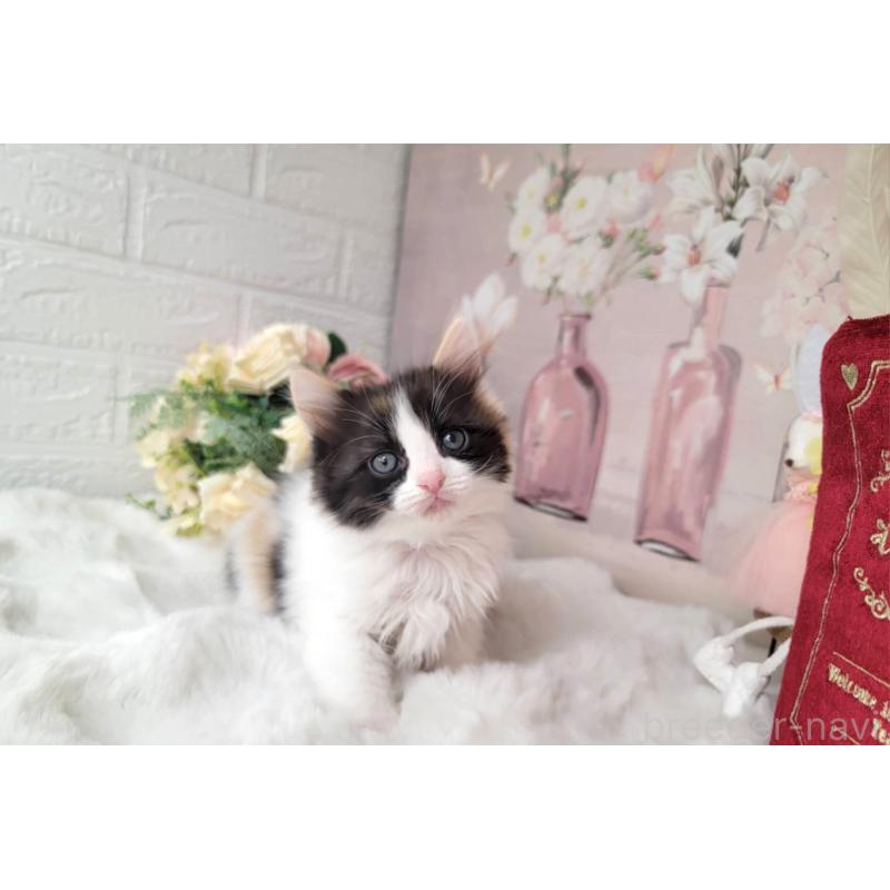 販売中の埼玉県のミックス-133879の6枚目