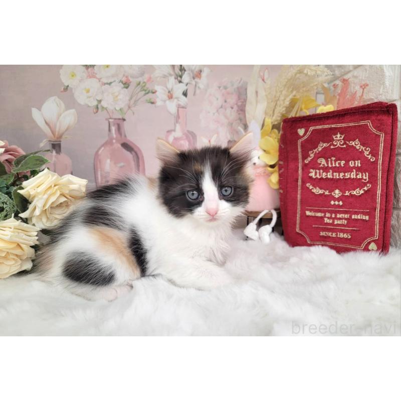 販売中の埼玉県のミックス-133879の5枚目