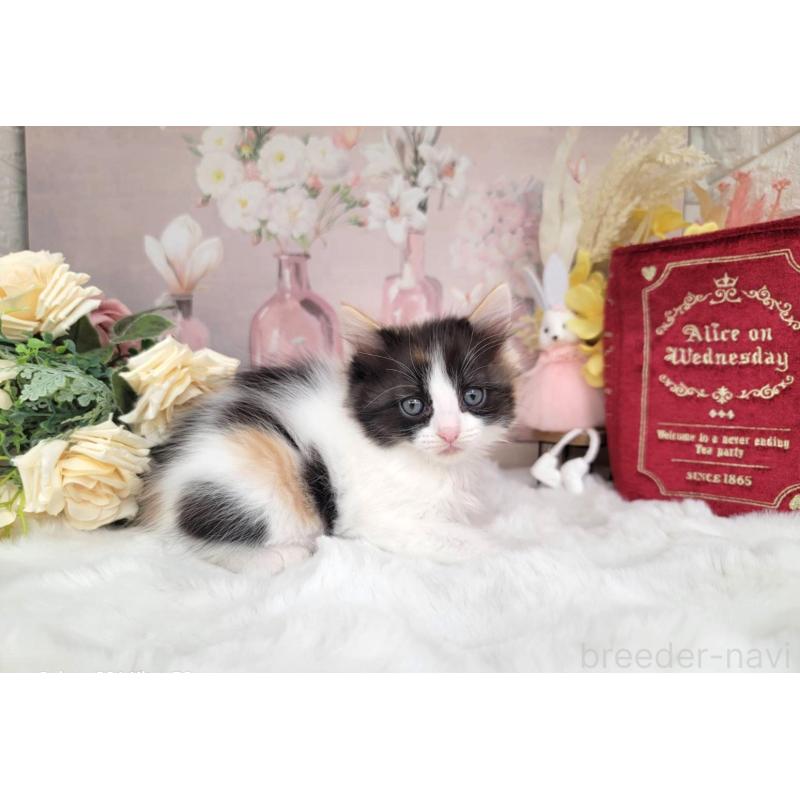 販売中の埼玉県のミックス-133879の3枚目