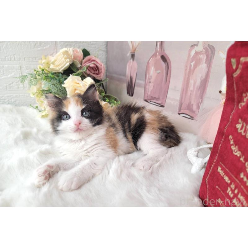 販売中の埼玉県のミックス-133880の6枚目