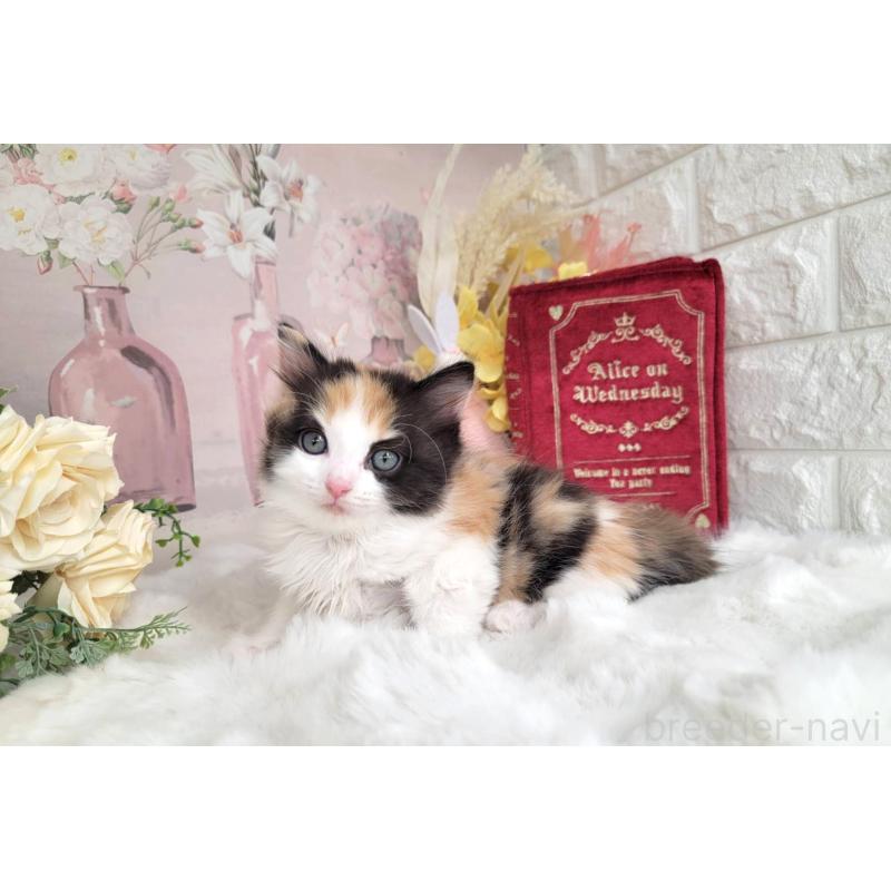 販売中の埼玉県のミックス-133880の5枚目