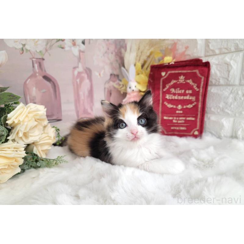 販売中の埼玉県のミックス-133880の4枚目