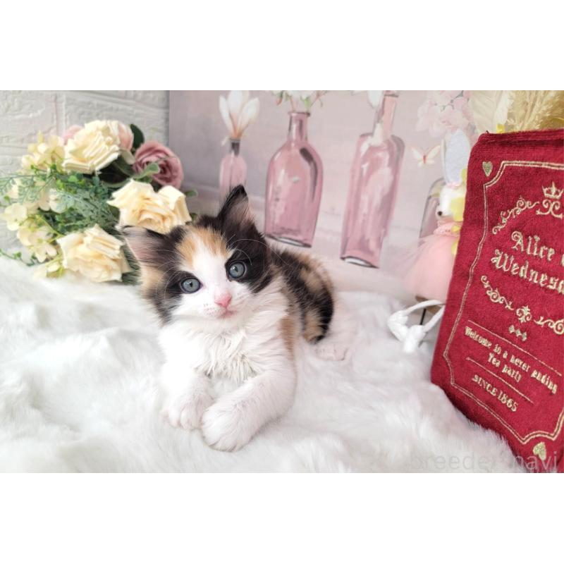 販売中の埼玉県のミックス-133880の3枚目