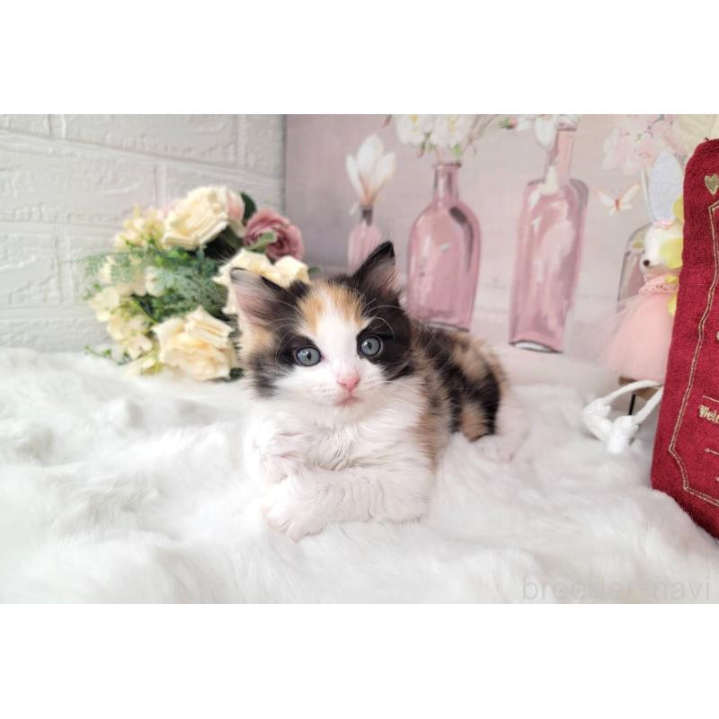 販売中の埼玉県のミックス-133880の2枚目