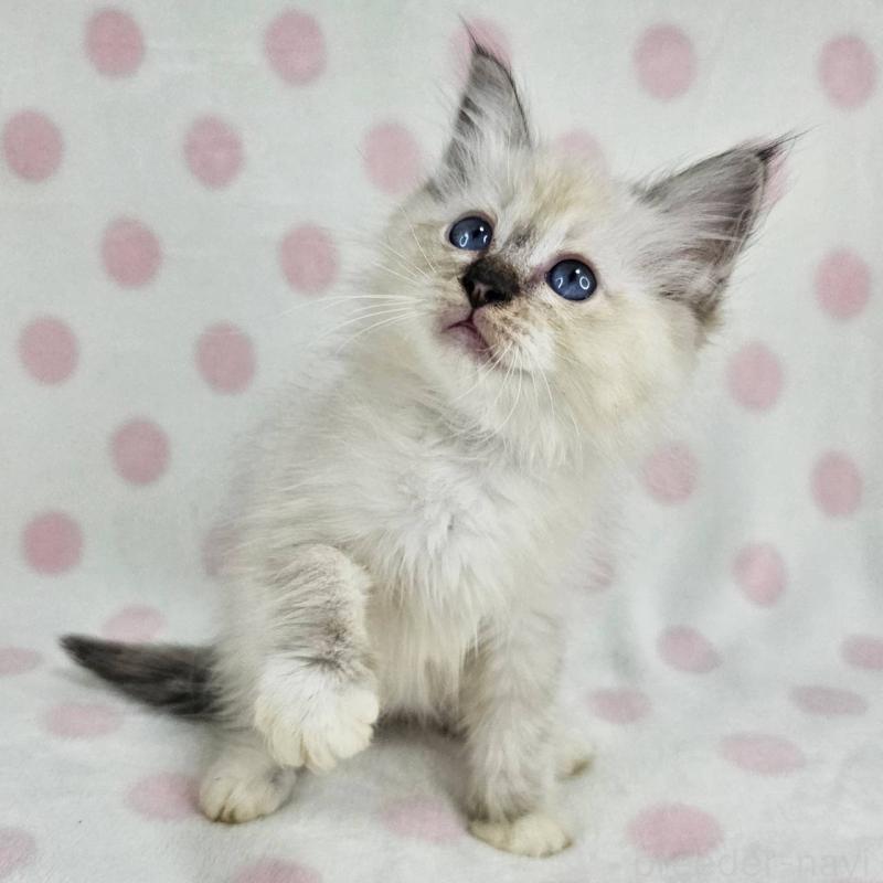 販売中の千葉県のバーマン-133198